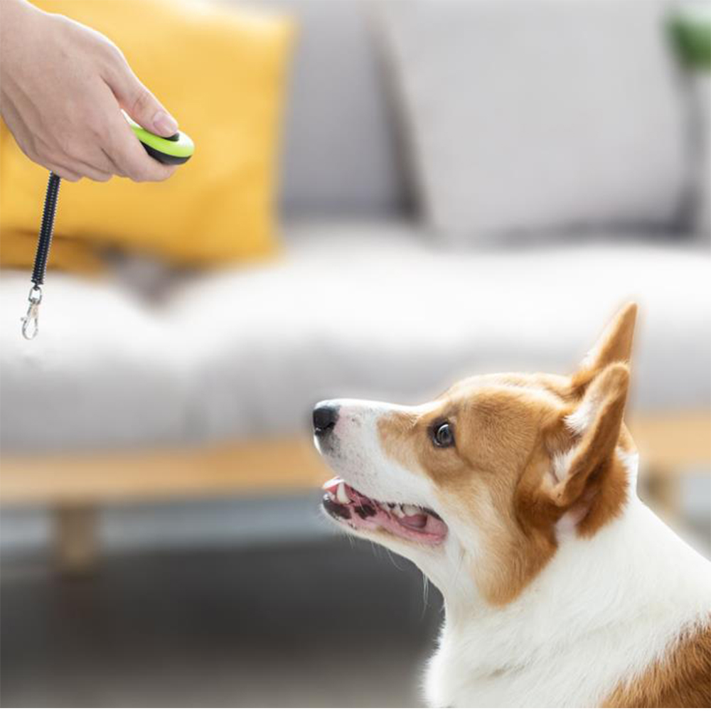 Clicker d'entraînement pour ch - Training Clicker Dog avis et prix