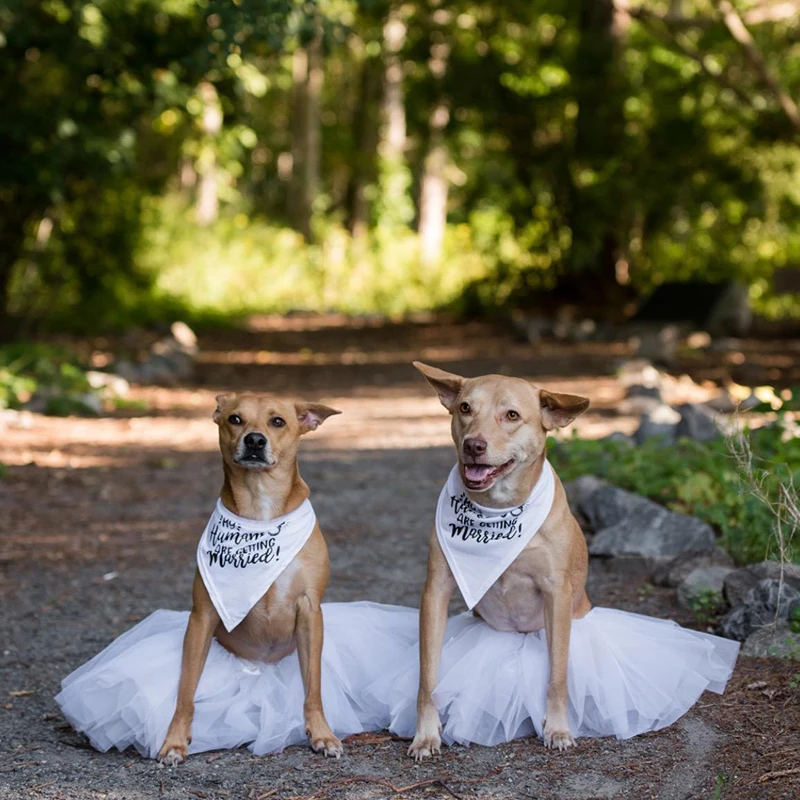 Mon chien humain se marie, fou - Dog Bandana Scarf avis et prix