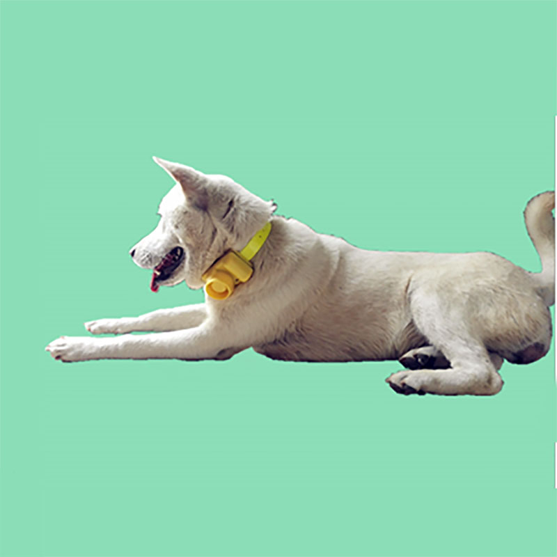 Collier de chien étanche, exté - Training Clicker Dog avis et prix