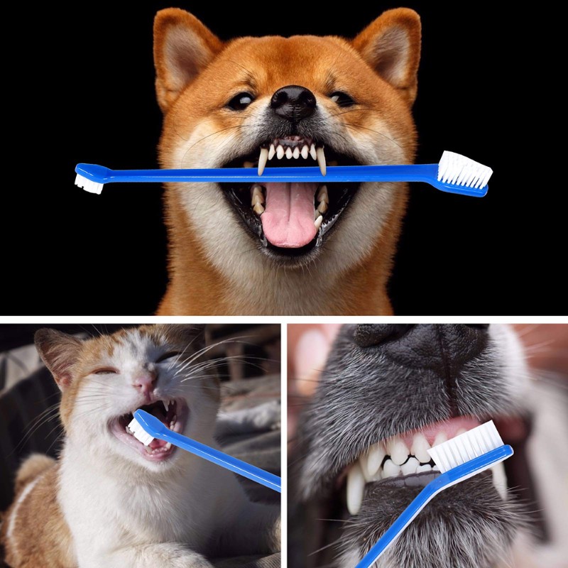 AB66-outil d'hygiène buccale p - Dog Paw Cleaner avis et prix